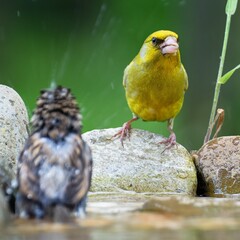  The European Greenfinch (Chloris chloris) on stones with grass near water. Czechia. Europe. 