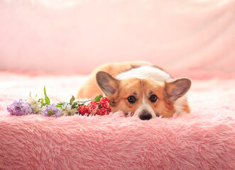portrait of a cute corgi dog with big ears lying on a pink blanket with a bouquet of flowers