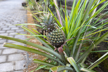 Eine Detailaufnahme einer jungen Ananaspflanze am Straßenrand. Eine Ananas bereit zum ernten. 