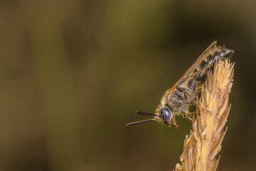 Close-up side view of wasp 
