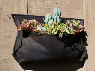 succulents in sack 