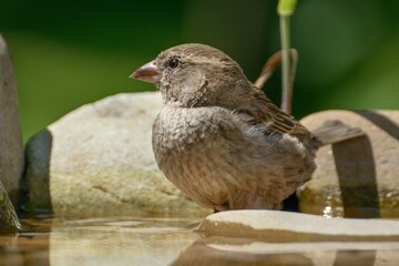 Young sparrow in the water. Czechia. Europe.