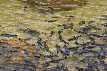 Natural scenery There is sunshine, cool stream, large rocks, and forest and mountain. There is abundance and a good environment. Tourist attractions of Thailand Suitable for traveling on vacation.