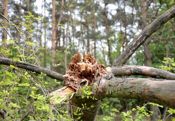 powalone drzewo, złamane drzewo, drzazgi drzewa