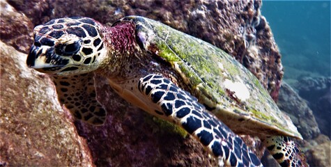 turtle on a rock