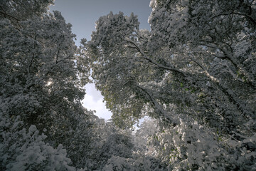 Snowy pine trees from below. Winter in the forest. Winter background photo. Landscape of the forest with snowy trees. 