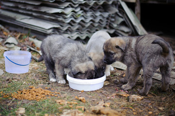 puppies. A flock of street puppies are eating from a bowl in the street. three beautiful little puppies, in the cold season, autumn, or early spring. hungry stray dog. domestic animal