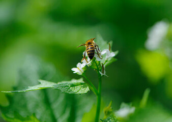 honey bee, spring background. bee sits on a green leaf. green leaves and small white forest flowers. bee on flowers, natural blurred green background. bee close-up, back view