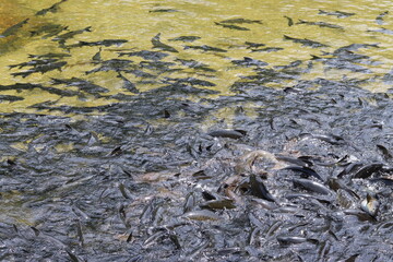 A large group of black fish are swimming in shallow streams for food. It gives a feeling of coolness and relaxation, perfect for vacation. A group of aquatic animals that can be seen in Thailand.