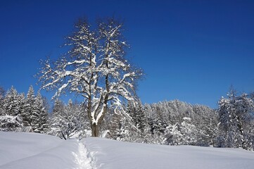 Beautiful winter landscape with a snow, trees and blue sky and tall tree
