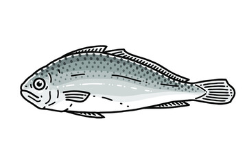 Dried yellow corvina(corbina) or yellow croaker. Vector line art illustration.