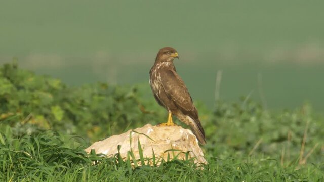 Common buzzard hunting vole, Judea Plains, Israel
Medium shot of Common buzzard hunting vole, Judea Plains, Israel
