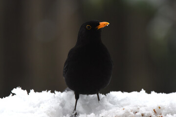 Amsel