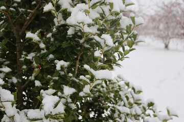Holly bush covered by snow in the garden in winter season. Ilex cornuta 