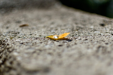 Autumn Leaf with Water Drop on Rough Concrete – Macro