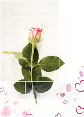 Fresh single rose on white background in vintage trendy style with pink hearts. Symbol of love, Valentines day, 8th March, Mothers day, birthday, wedding, Easter, thank you concept