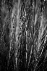 Obraz premium Black and white plant