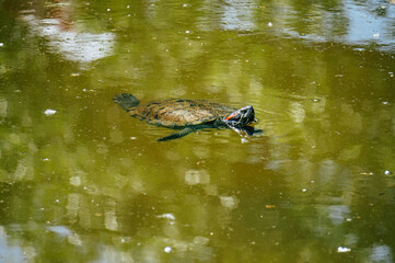 Turtle swimming in water