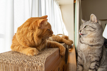 あっかんべー　見つめ合う二匹の猫