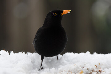 Amsel