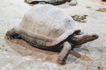 Turtle walking - side view