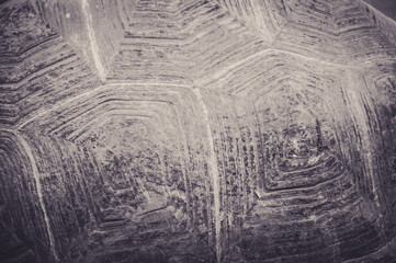 Naklejka premium Turtle shell - close-up photograph