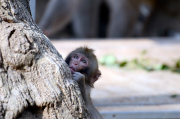ニホンザル