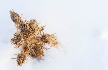 Burdock with dry ripe buds in the snow. Selective focus.