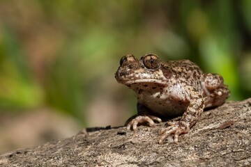 Common midwife toad, Alytes obstetricans, toad on the rock with green background