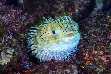 Obraz premium ハリセンボン