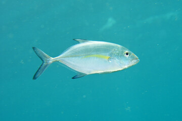 カスミアジの若魚
