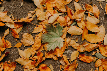 Autumn dry fallen orange foliage on asphalt road from above