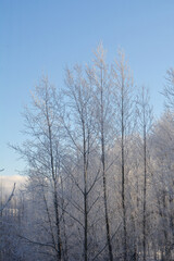 Beautiful winter scene with trees in hoarfrost