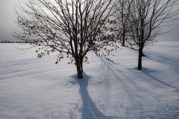 冬美瑛素敵な雪影のある風景