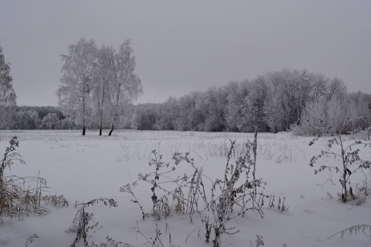 Winter landscape with frosted dry herbs on the foreground and trees in hoarfrost on the background.