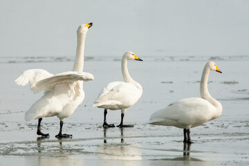 Group of three large white birds,  whooper swan, Cygnus cygnus standing together on the ice during cold winter day in Estonia