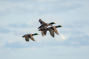 Group of colorful waterfowl, male mallards, Anas platyrhynchos in flight agaisnt blue sky