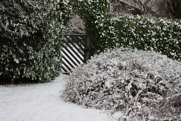 Laurel, cherry Laurel hedge and Spirea bush covered by snow in the garden on winter season