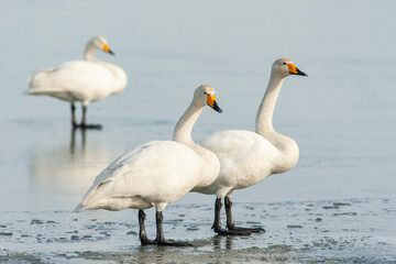 Three large white birds, whooper swan, Cygnus cygnus standing together on the ice during winter day in Estonia