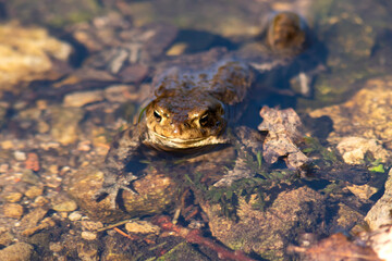 The common toad, European toad, Bufo bufo closeup in the shallow water during mating season in...
