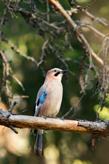 Colorful and pretty bird, Eurasian jay, Garrulus glandarius sitting on a branch in the forest