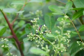 bee on a flower