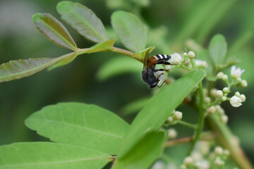 bee on a flower