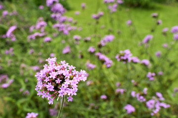 Red Valerian, Centranthus Ruber bee, Purple flowers on beautiful bokeh background in the garden.