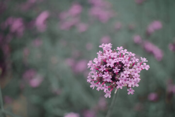 Obraz premium Red Valerian, Centranthus Ruber bee, Purple flowers on beautiful bokeh background in the garden.