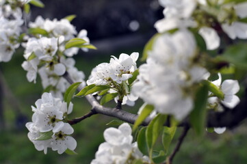 tree blossom