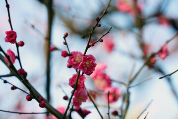 大阪城梅林の梅　2021年1月29日撮影