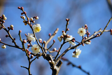 大阪城梅林の梅　2021年1月29日撮影