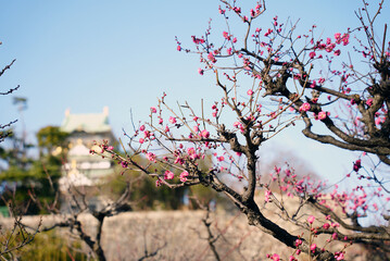 大阪城梅林の梅　2021年1月29日撮影