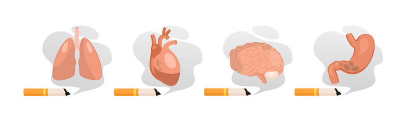 Harm from Smoking. Unhealthy habit smoking and harm for organs, cancer of lungs, heart disease, diseases of the brain and stomach, toxic cigarette smoke.